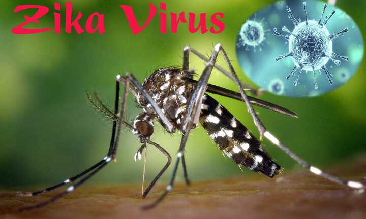 Sở Y tế TP.HCM chỉ đạo phòng chống bệnh do virus Zika