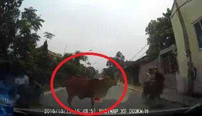 Tài xế bóp còi inh ỏi, bất lực trước chú bò 'không hiểu luật giao thông'