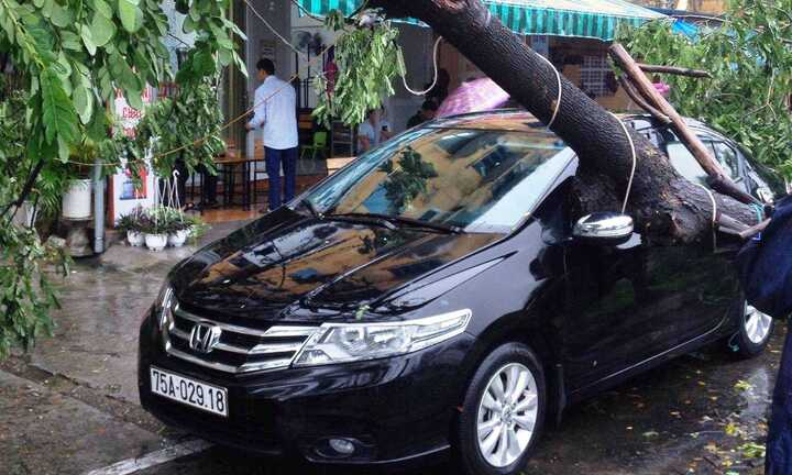 Ảnh: Gió quật đổ hàng trăm cây xanh ở Huế, dây điện chằng chịt đường đi