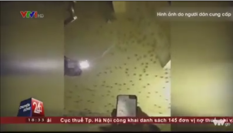 Muỗi kéo thành đàn dày đặc, tấn công người ở Bạc Liêu