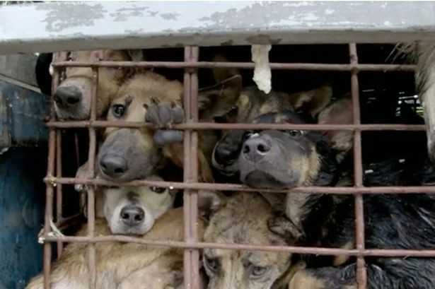 Người Việt ăn 5 triệu con chó mỗi năm