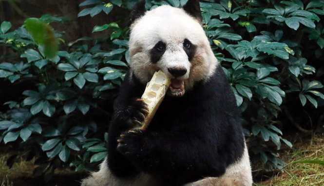 Gấu trúc già nhất thế giới qua đời ở tuổi tương đương 114 của người