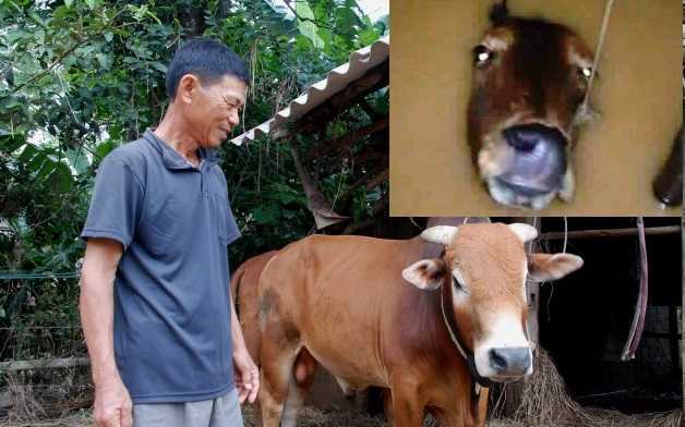 Chú bò làm rung động lòng người trong lũ dữ miền Trung giờ ra sao?