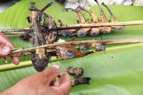 Hành trình săn lùng loài ‘cá sâm’ kỳ lạ ở lưng chừng trời Hoàng Liên Sơn