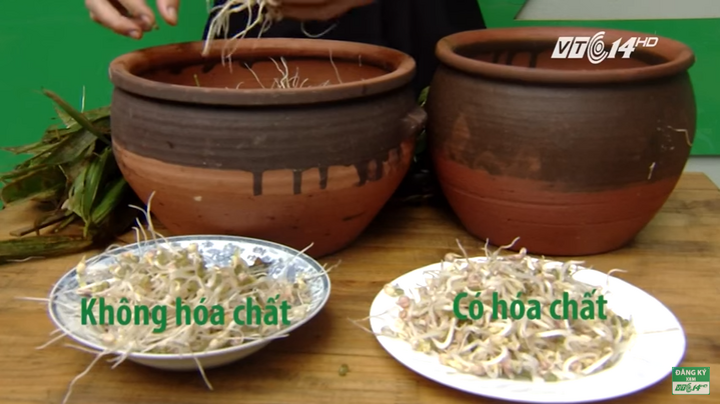 Nhận biết giá đỗ 'ngậm' hóa chất kích thích