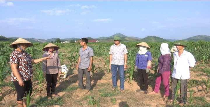Vườn vải 'đắng' đẩy người nghèo dính án tù oan?