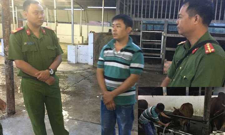 Cảnh sát môi trường bắt cơ sở giết mổ bơm nước vào trâu bò