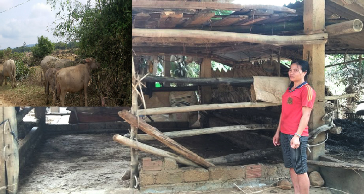 Chuyện dở khóc dở cười: Nhận nhầm trâu đem mổ lấy thịt sau lũ lịch sử