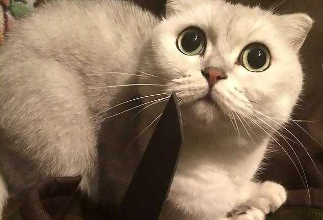 Thiếu nữ xinh đẹp người Nga bị bắt vì hành hạ động vật