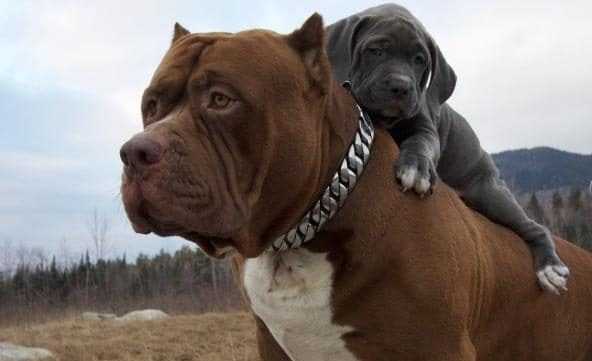 'Hậu duệ' trị giá hơn 2 tỷ đồng của chú pitbull lớn nhất thế giới