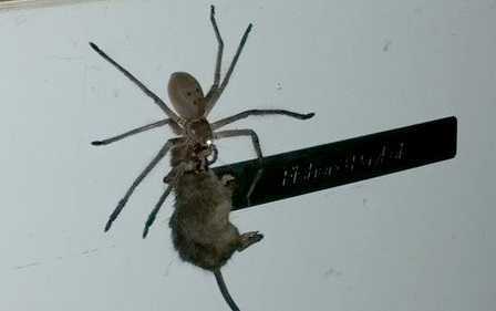 Nhện khổng lồ tha chuột chạy như phim viễn tưởng ở Australia