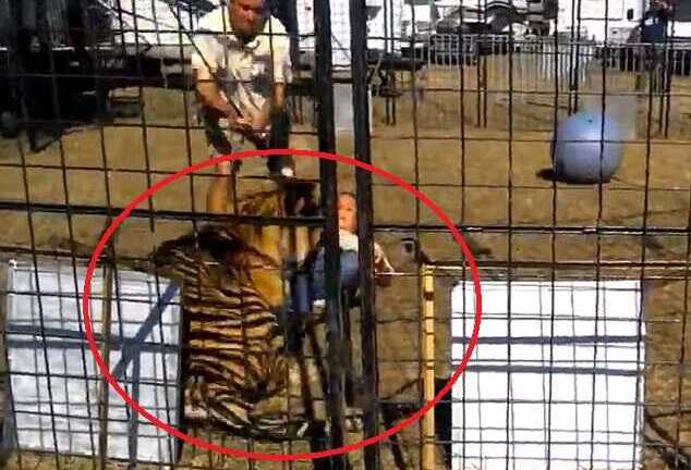 Bị đánh bằng gậy, hổ nổi khùng cắn rách chân người huấn luyện