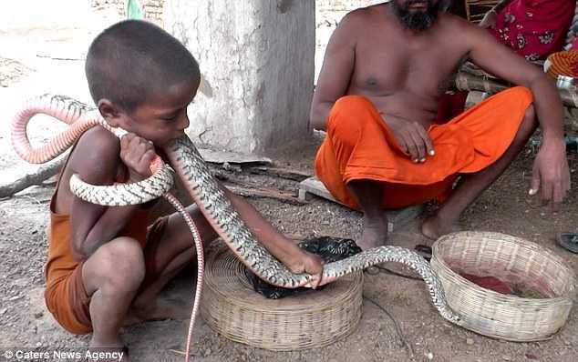 Nổi da gà clip trẻ em Ấn Độ ôm hôn, vuốt ve rắn hổ mang như đồ chơi