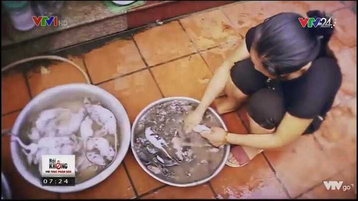 Thịt chuột săn ở bệnh viện, cống rãnh vào nhà hàng thành... dúi nuôi