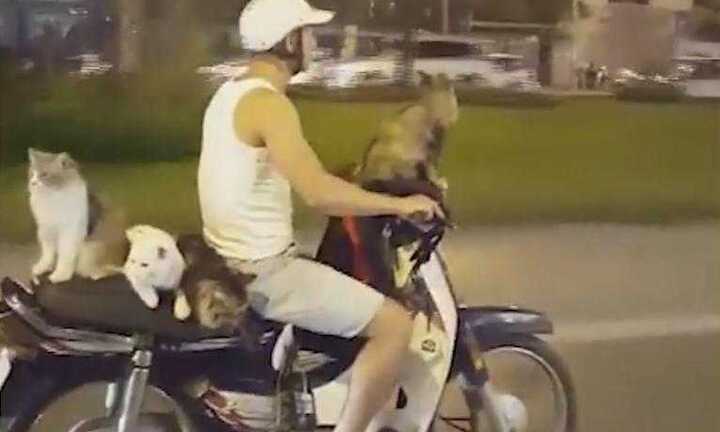 Video: Người Việt đưa mèo đi chơi trên xe Dream gây chấn động cộng đồng mạng thế giới