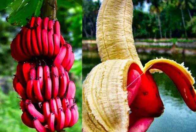 Những loại trái cây kì lạ, đắt nhất thế giới