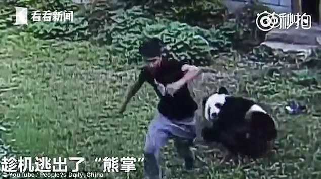 Vào chuồng trêu chọc gấu trúc để 'lấy le' với bạn gái và cái kết đắng