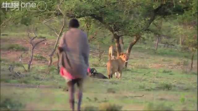 Video: 3 dị nhân khiến đàn sư tử kinh hồn bạt vía dù chưa động thủ