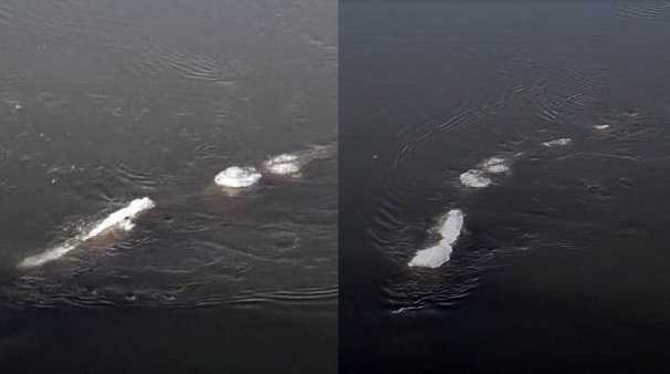 Video: Quái vật hồ Loch Ness uốn lượn trên sông băng ở Alaska?