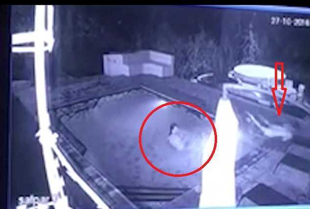 Cá sấu mò xuống bể bơi, chàng trai cuống cuồng nhảy lên bờ, bỏ mặc bạn gái