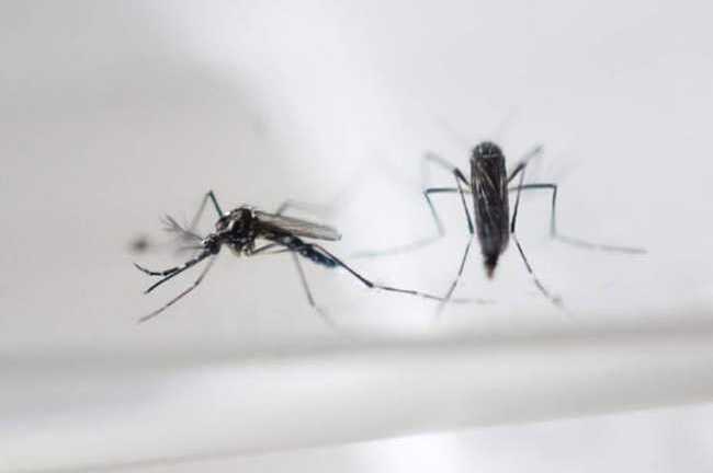 'Cuộc chiến' săn lùng muỗi truy tìm virus Zika