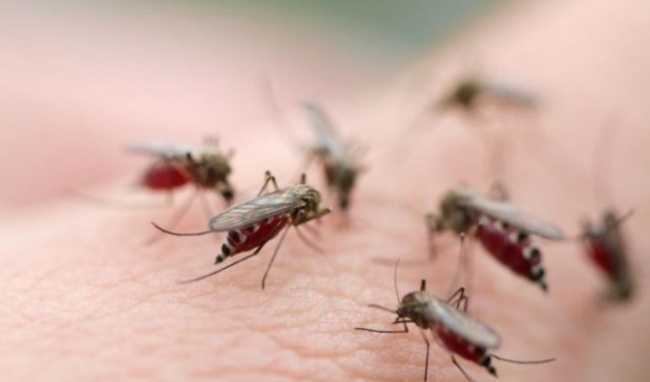 30 người Sài Gòn nhiễm virus Zika, thành phố lập ủy ban chống dịch