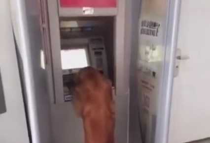 Video: Chú chó lúi húi rút tiền ở ATM gây sốc cộng đồng mạng