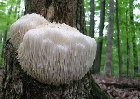 Công dụng phòng chống ung thư thần kỳ của nấm đầu khỉ