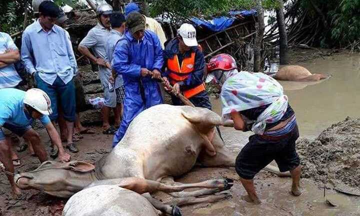 Sau lũ, dân ngậm ngùi xẻ thịt bò chết bán vớt vát tài sản