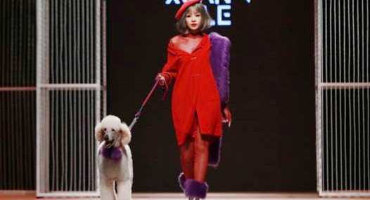 Chi Pu thong dong dắt cún cưng sải bước trên sàn catwalk