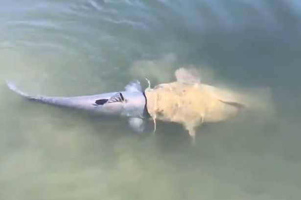 Đói ăn, cá trê ngoạm đầu, đòi nuốt chửng đồng loại