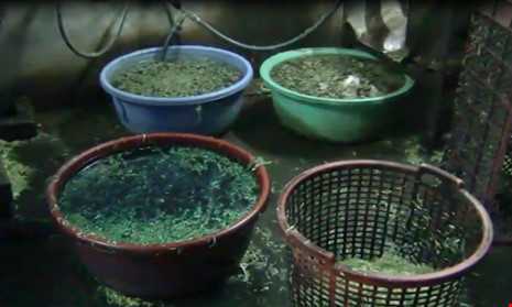 Rùng mình rau muống ngâm hóa chất chợ Kim Biên bán cho nhà hàng