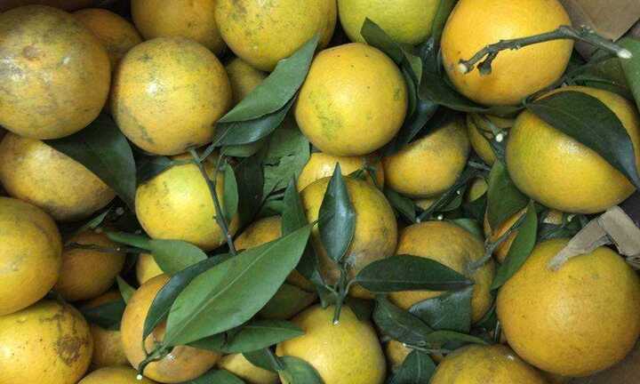 Phân biệt cam Việt và cam Trung Quốc