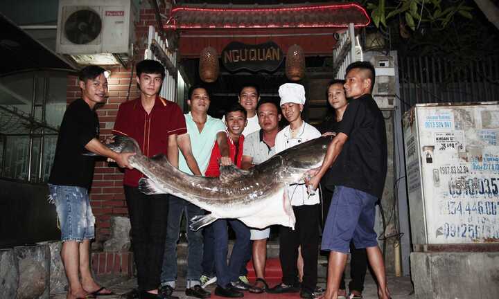 Cá lăng sông Mê Kông nặng 70kg cực hiếm lần đầu tiên xuất hiện tại Hà Nội