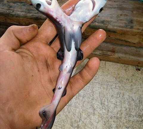 Cá mập 2 đầu ngày càng nhiều, các nhà khoa học vẫn 'bó tay'