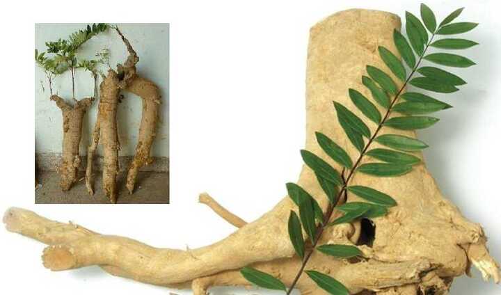 Loài cây chỉ có ở Bái Tử Long và rừng Tây Nguyên giúp tăng ham muốn cho quý ông