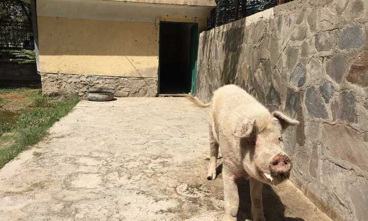 Video: Con heo duy nhất ở Afghanistan