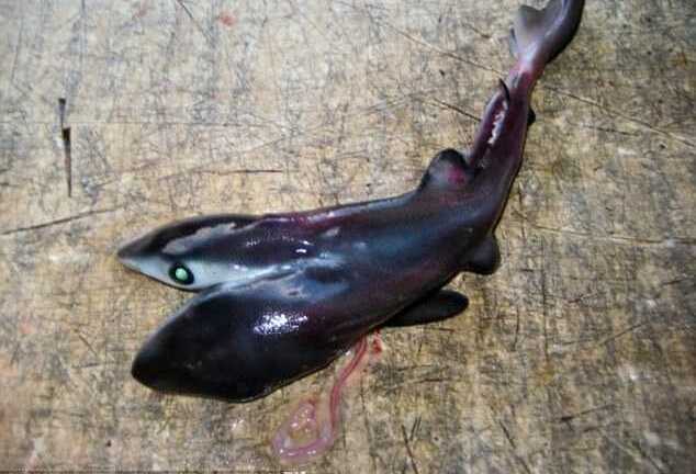 Liên tiếp xuất hiện cá mập 2 đầu trên khắp thế giới