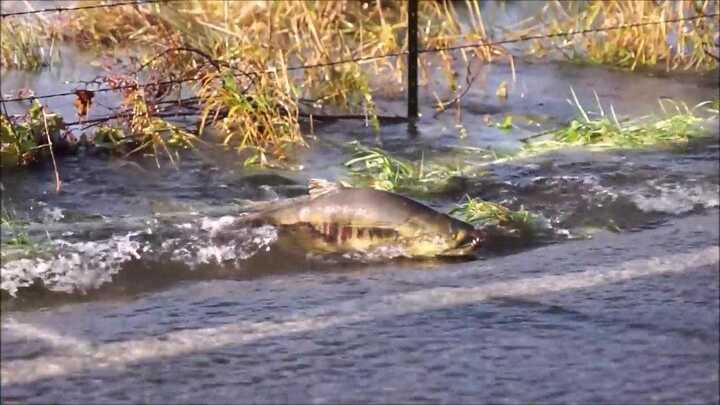 Tròn mắt xem cá hồi 'đi bộ' qua đường nhanh thoăn thoắt