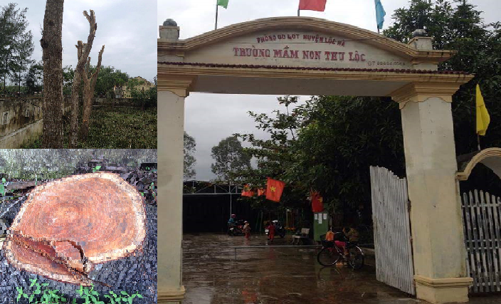 Đốn hạ gần 100 cây xanh, chở về nhà giáo viên và phó chủ tịch HĐND xã