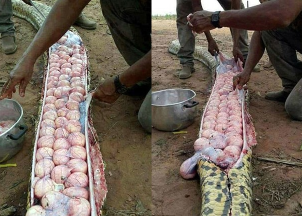 Giết con trăn lớn chưa từng thấy, dân làng hoảng hồn phát hiện hàng trăm quả trứng khổng lồ