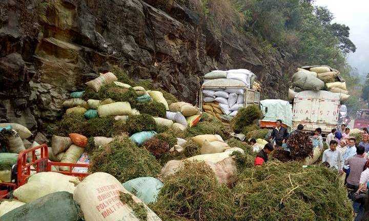 Nghi vấn dân đổ xô vào rừng đào cây dương xỉ bán sang Trung Quốc