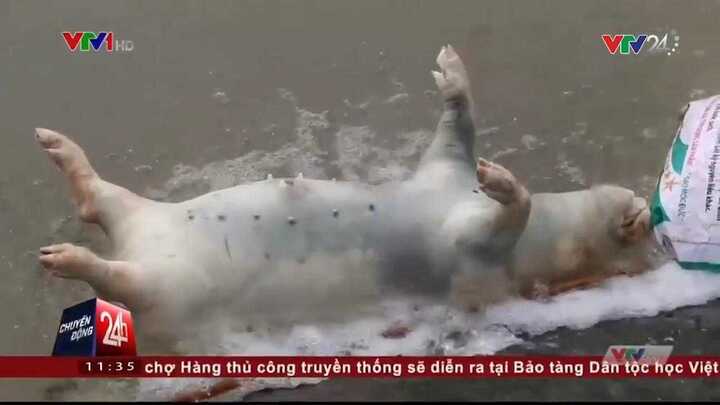 Hãi hùng cảnh 'phù phép' lợn chết thối vứt dưới suối thành lợn Mán đặc sản ở Tam Đảo