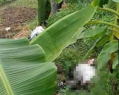 Thi thể cô gái trẻ được tìm thấy trong bụi rậm