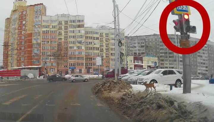 Chú chó quyết tâm chờ đèn xanh trong khi người hớt hải vượt đèn đỏ