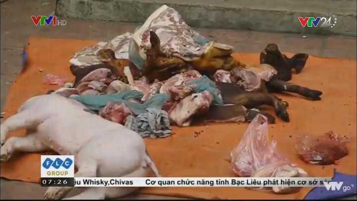 Bắt quả tang cơ sở dùng lợn chết bệnh đang phân hủy giả lợn Mán ở Tam Đảo