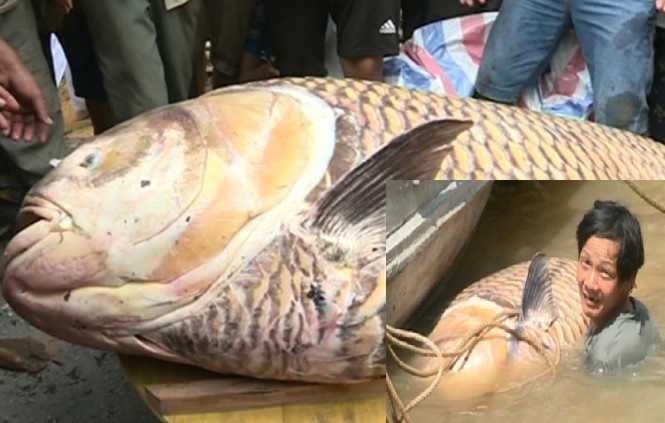 Cá hô vàng trăm cân lọt lưới, ngư dân Vĩnh Long bán 314 triệu đồng