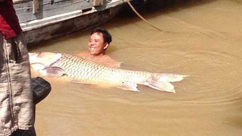 Clip: Ngư dân bắt được cá hô vàng trăm cân, dài 1,5 mét giá hơn 300 triệu