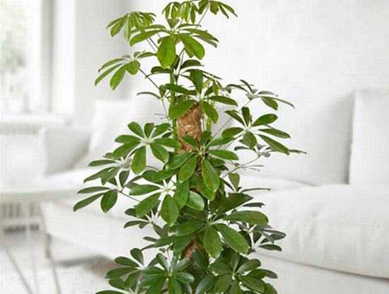 Cách chọn cây xanh xua tà, hút lộc cho gia chủ