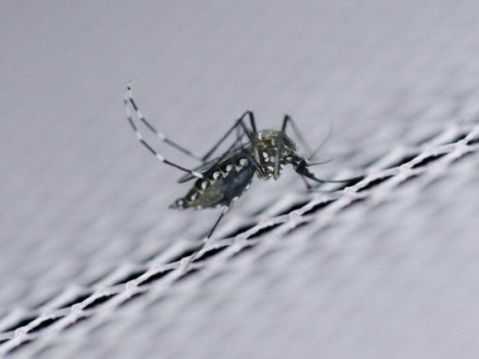 WHO gỡ bỏ tuyên bố Zika là tình trạng khẩn cấp toàn cầu